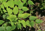 Betula ermanii