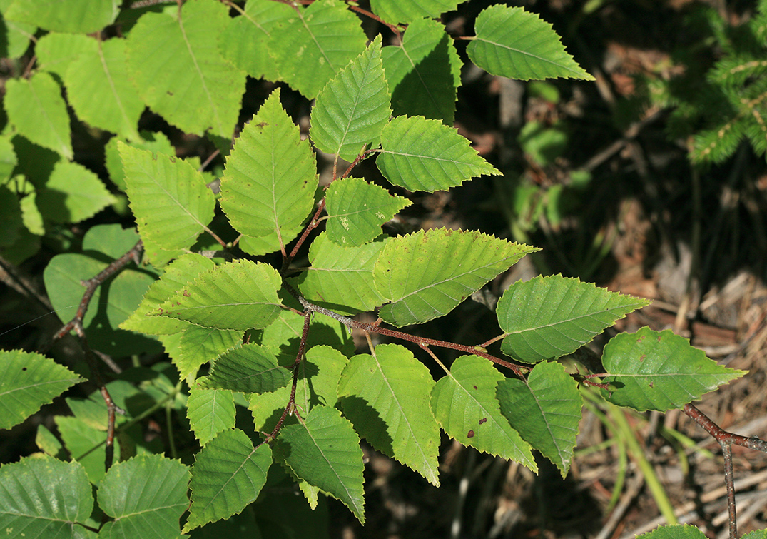 Image of Betula ermanii specimen.