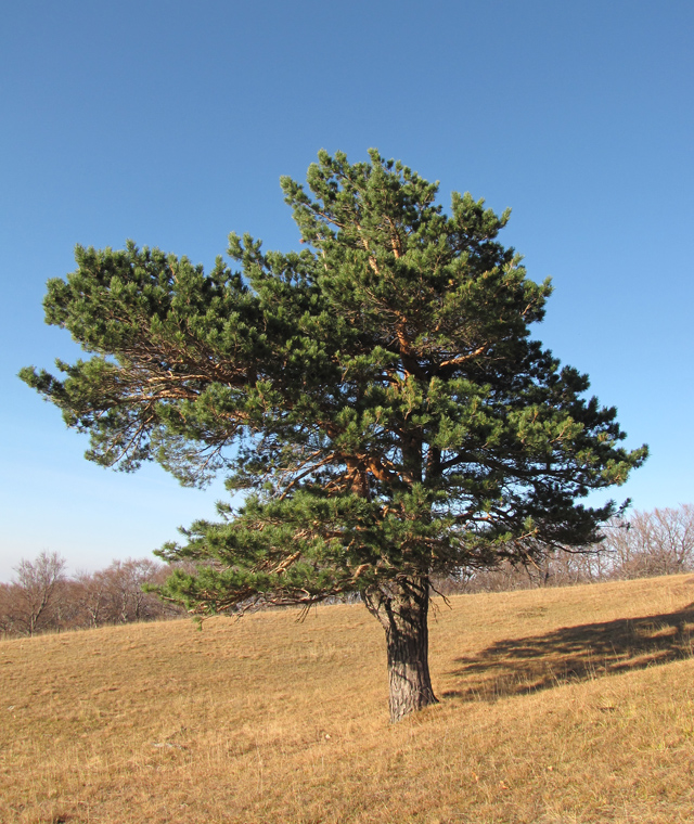 Изображение особи Pinus sylvestris.