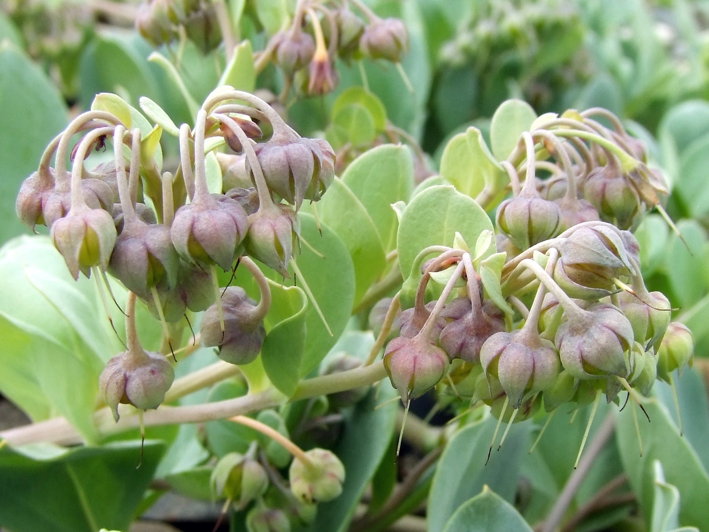 Image of Mertensia maritima specimen.