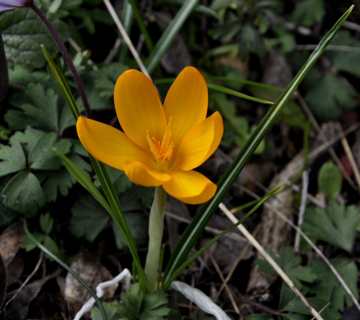 Image of Crocus chrysanthus specimen.