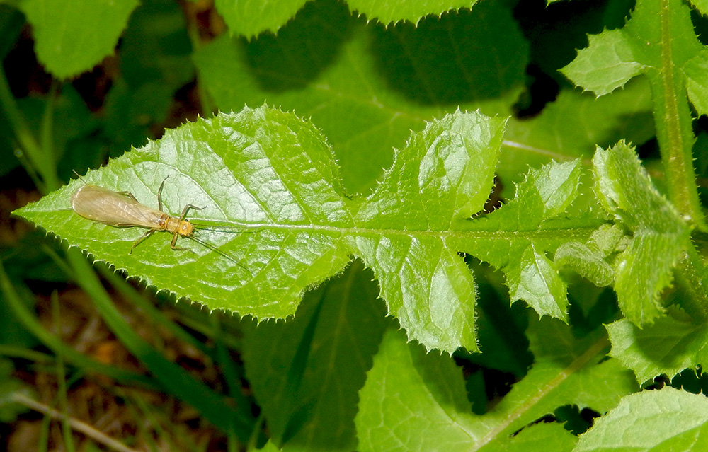 Image of Cicerbita prenanthoides specimen.