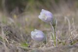 Pulsatilla patens