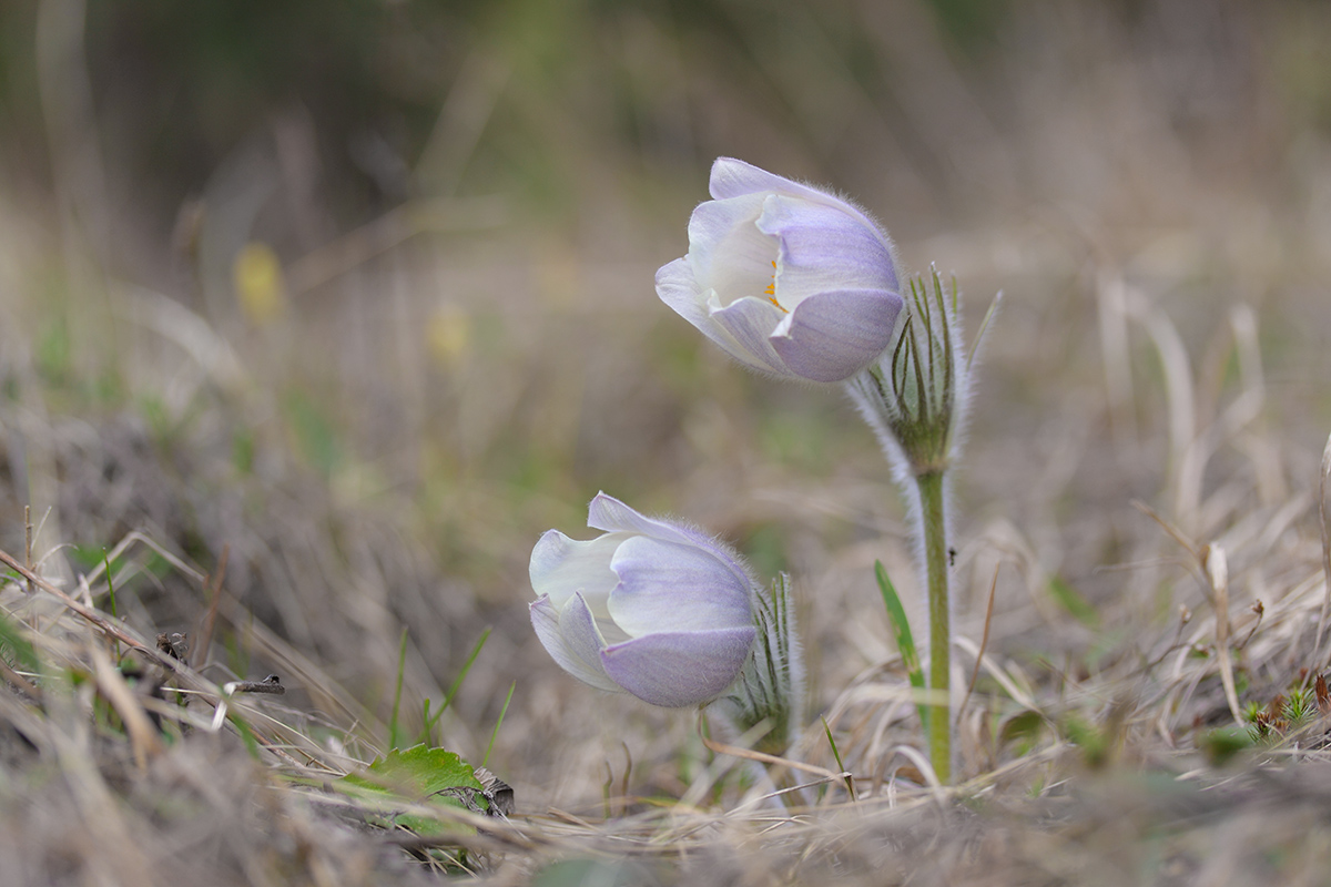 Изображение особи Pulsatilla patens.
