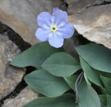 Omphalodes luciliae ssp. scopulorum