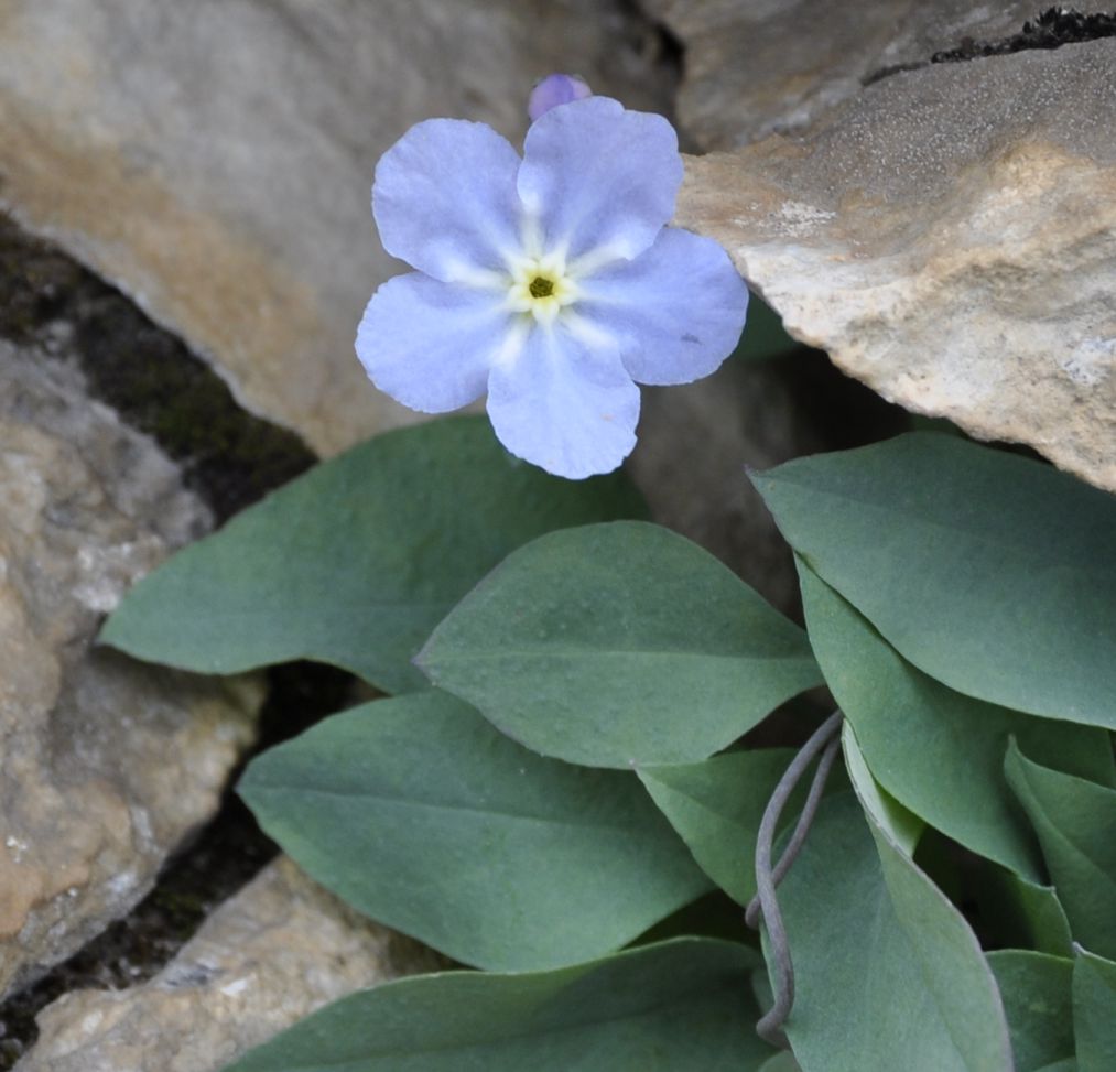 Image of Omphalodes luciliae ssp. scopulorum specimen.