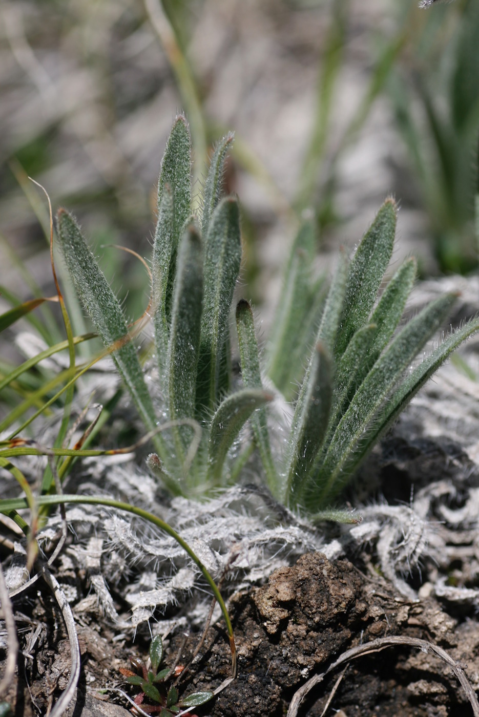 Image of Macrotomia euchroma specimen.