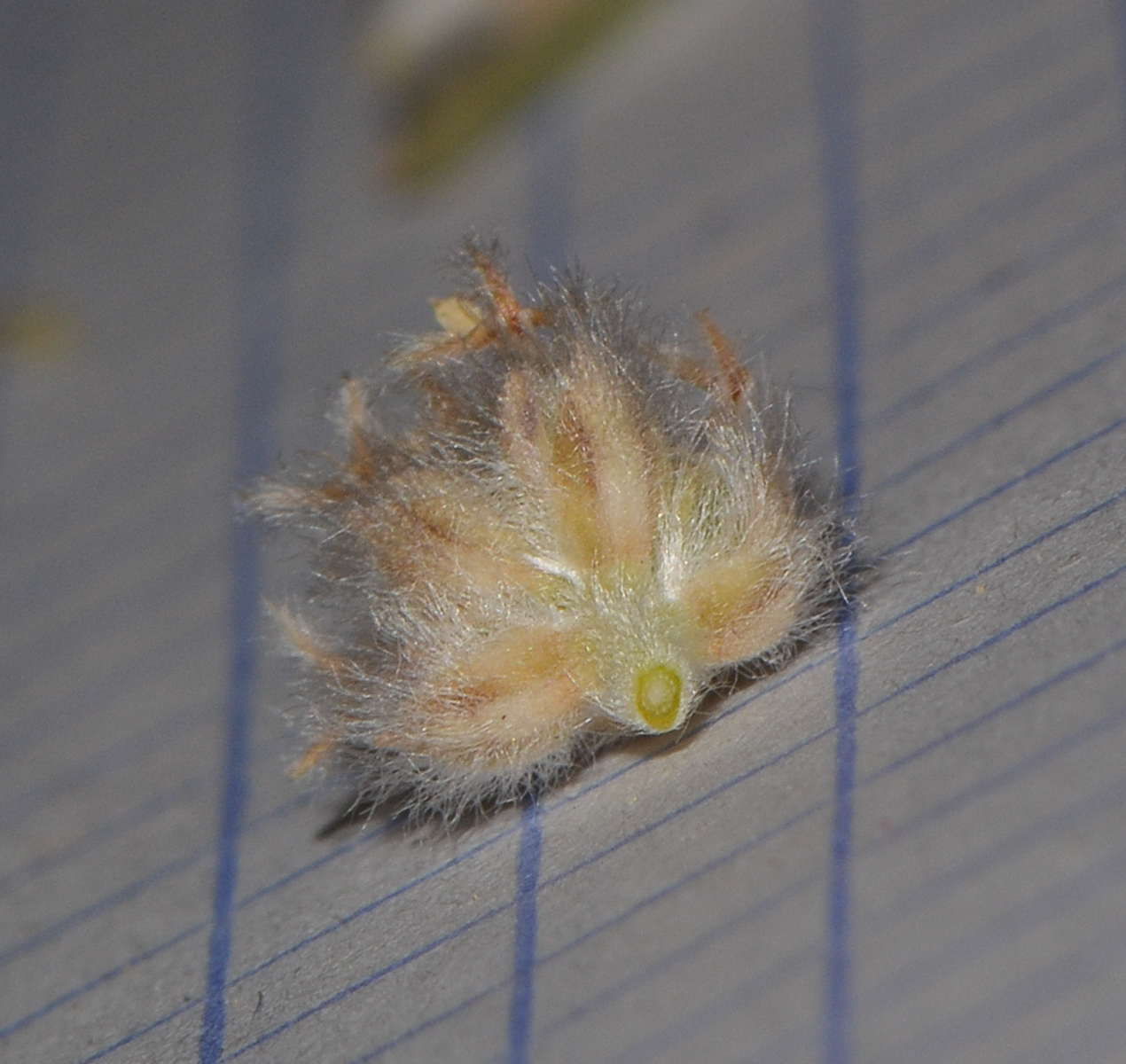 Image of Plantago ciliata specimen.