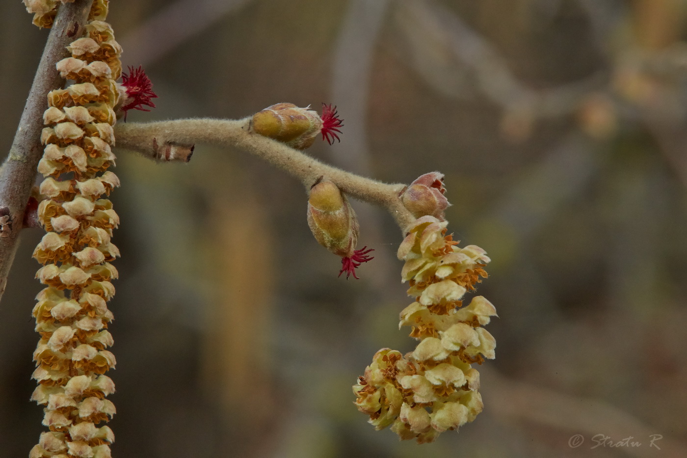 Image of Corylus avellana specimen.