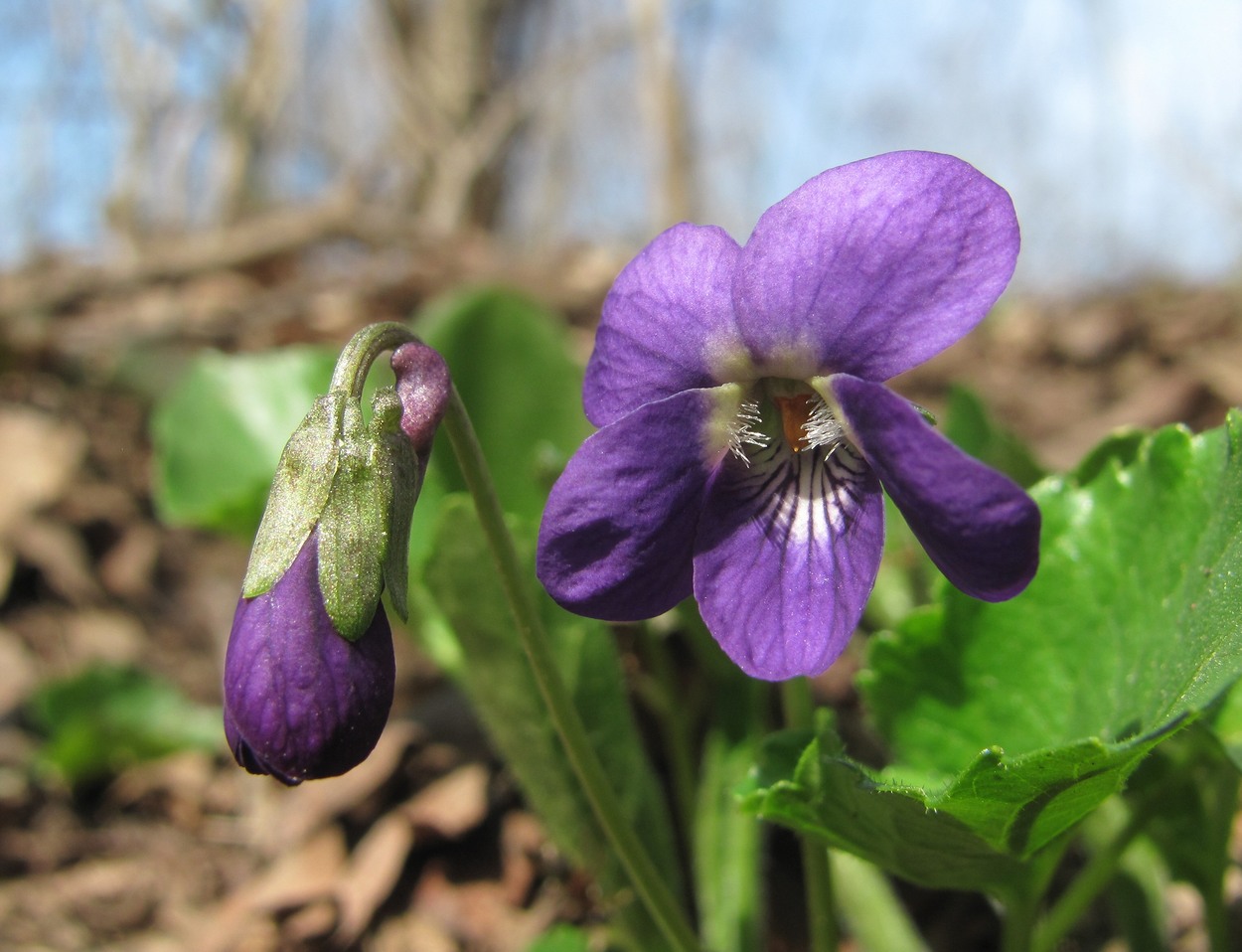 Image of Viola dehnhardtii specimen.