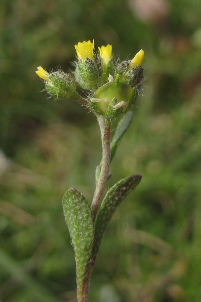 Image of Alyssum minutum specimen.