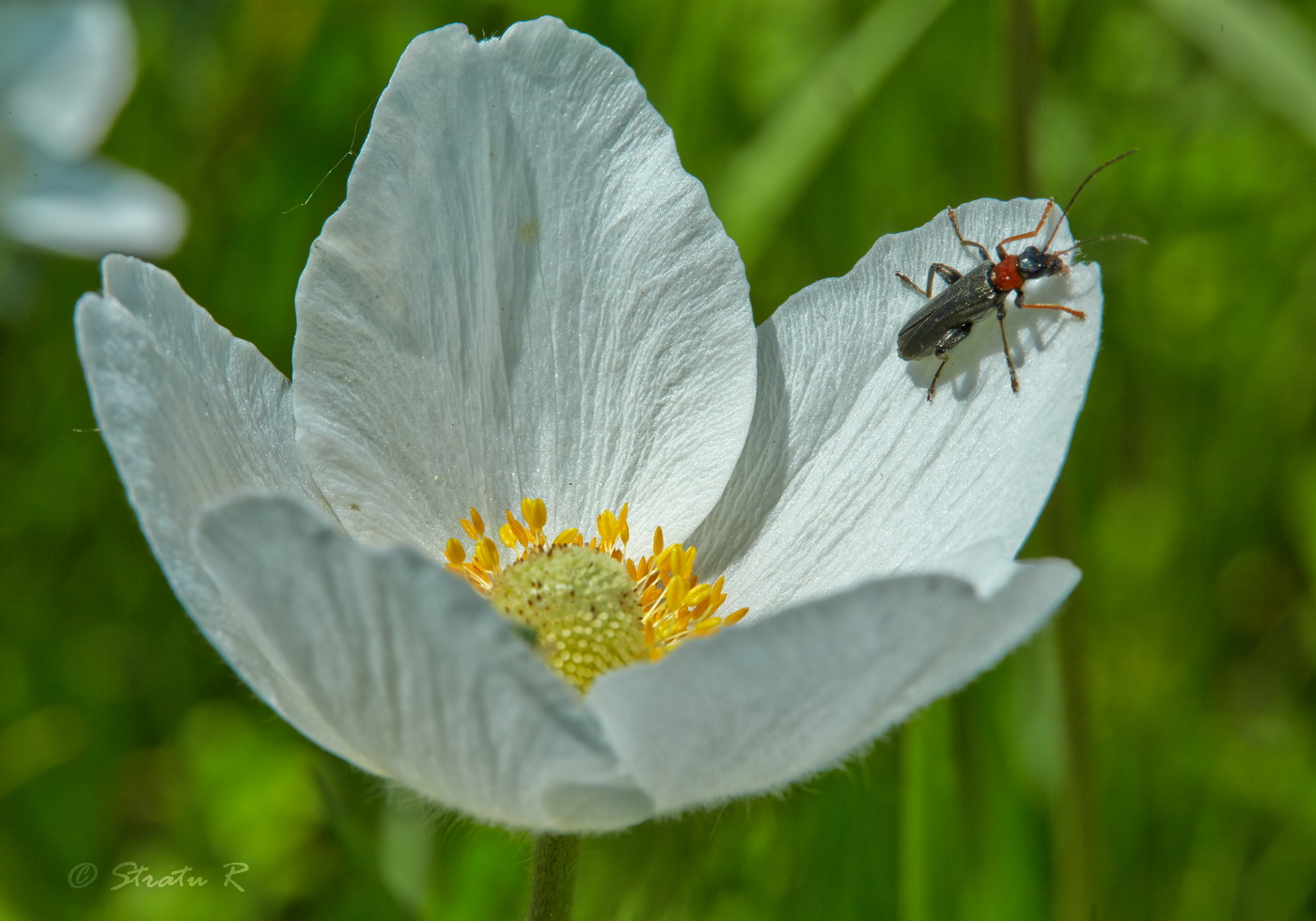 Изображение особи Anemone sylvestris.