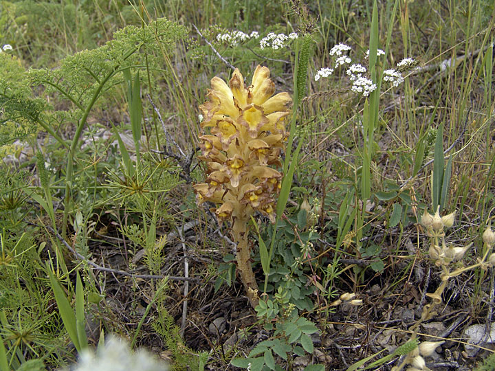 Image of Orobanche gigantea specimen.