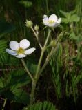 Fragaria × ananassa. Соцветие. Ростовская обл., окр. г. Азов, под кустарниками. 05.05.2017.