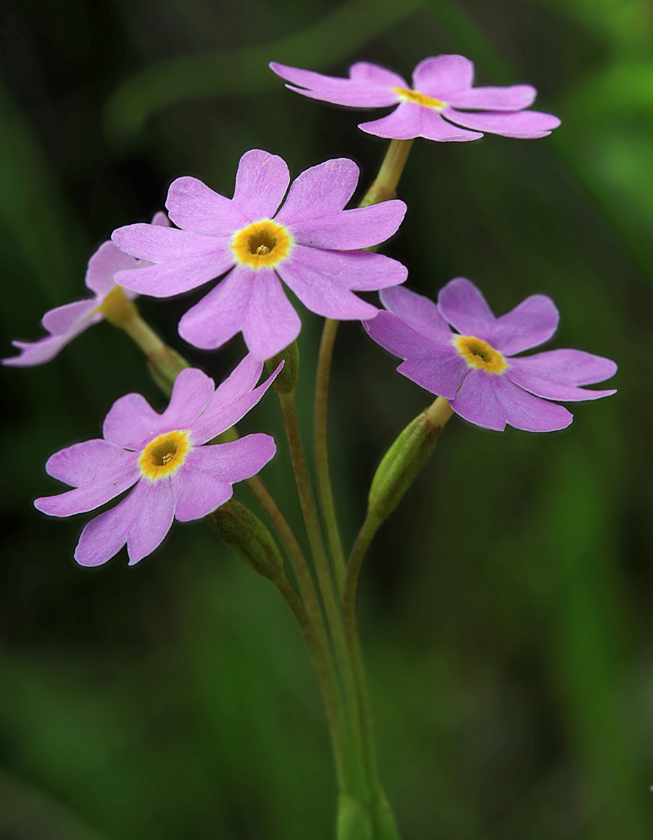 Image of Primula nutans specimen.