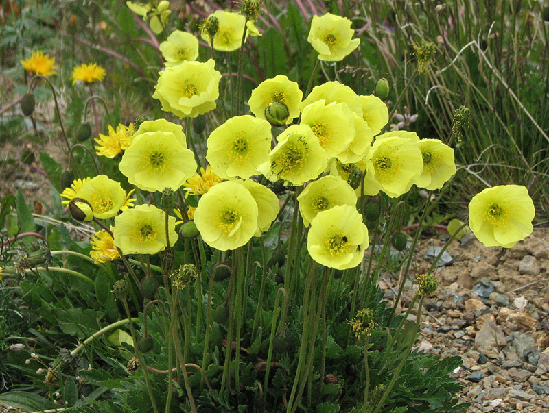 Изображение особи Papaver pseudocanescens.