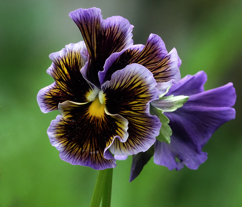 Image of Viola wittrockiana specimen.