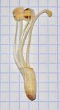 Image of taxon representative. Author is Татьяна Мальчинская