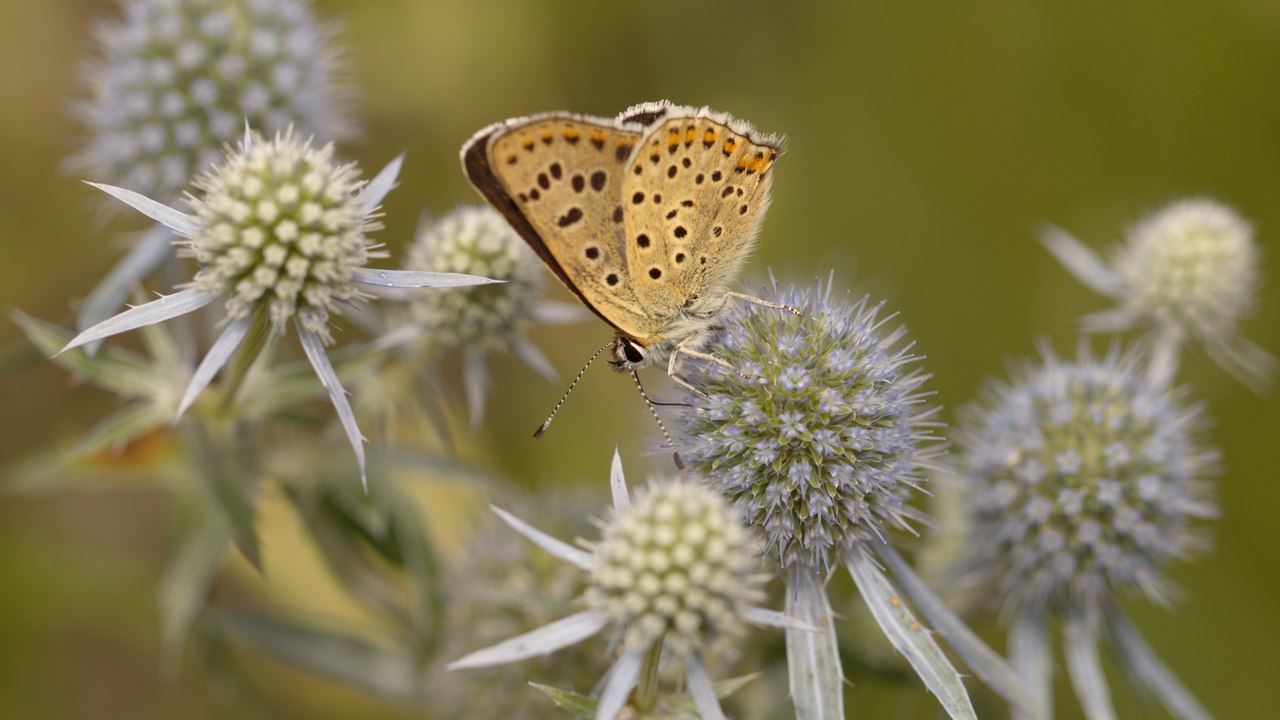 Изображение особи Eryngium planum.