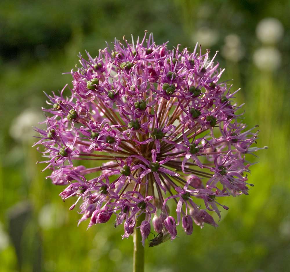 Изображение особи род Allium.
