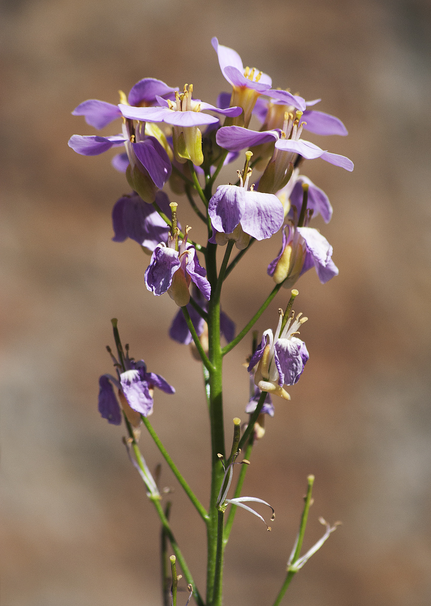 Image of Arabis &times; arendsii specimen.