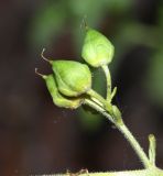 Scrophularia amgunensis. Незрелые плоды. Приморский край, Ольгинский р-н, окр. с. Пермское, долина р. Аввакумовка на левом берегу, скала Чёртов Утёс, каменистая россыпь у подножья скал. 04.07.2017.