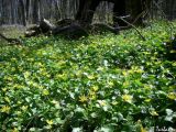 Ficaria calthifolia