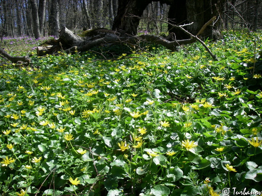 Изображение особи Ficaria calthifolia.