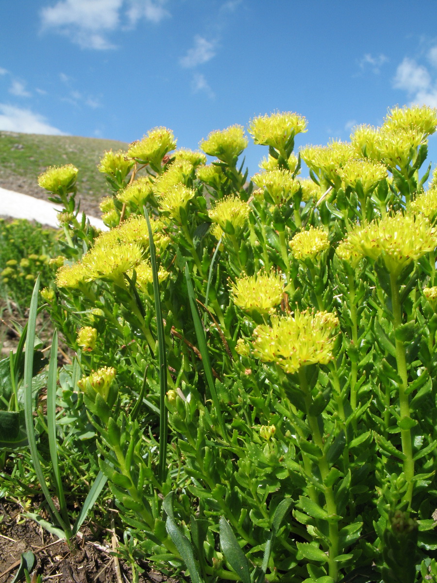 Изображение особи Rhodiola kirilowii.