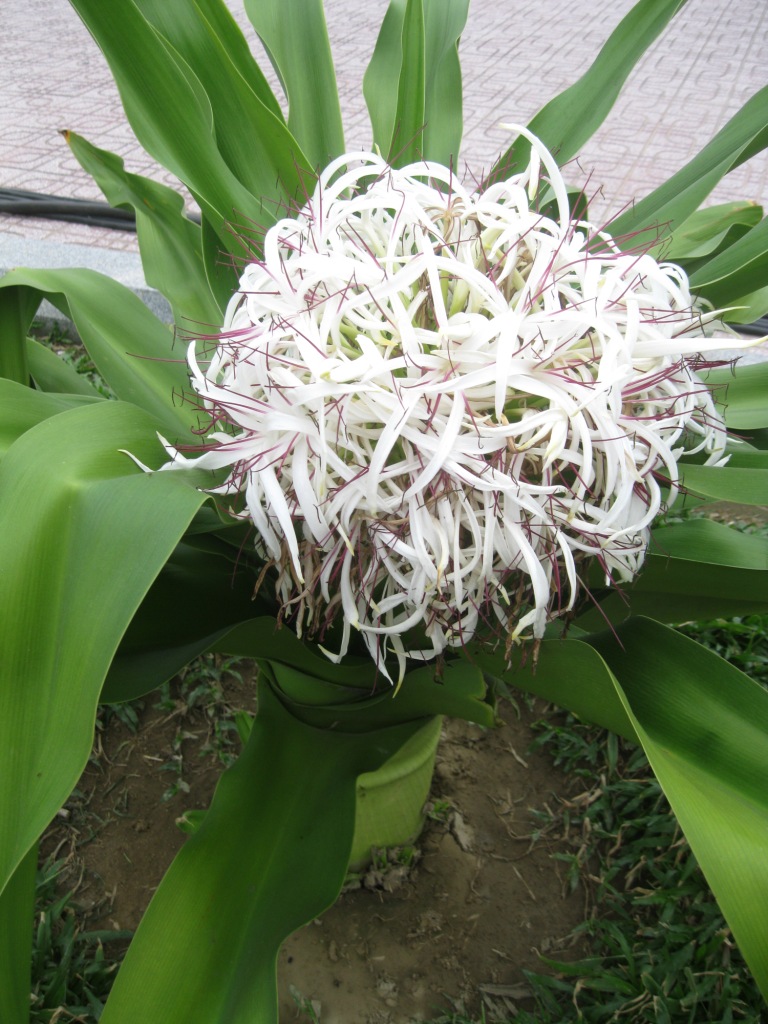 Изображение особи Crinum asiaticum.