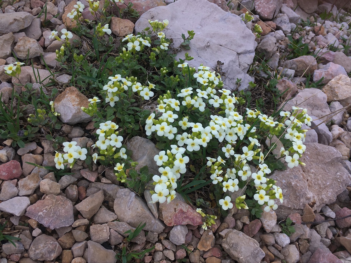 Изображение особи Arabis caucasica.