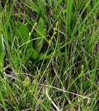 Carex canescens