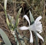 Pancratium maritimum. Верхушка побега с цветком и бутонами. Греция, Халкидики, окр. с. Неа Потидеа (Νέα Ποτίδαια), пляж. 07.08.2017.