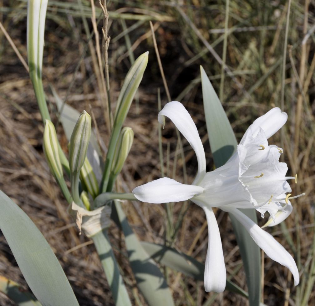 Изображение особи Pancratium maritimum.