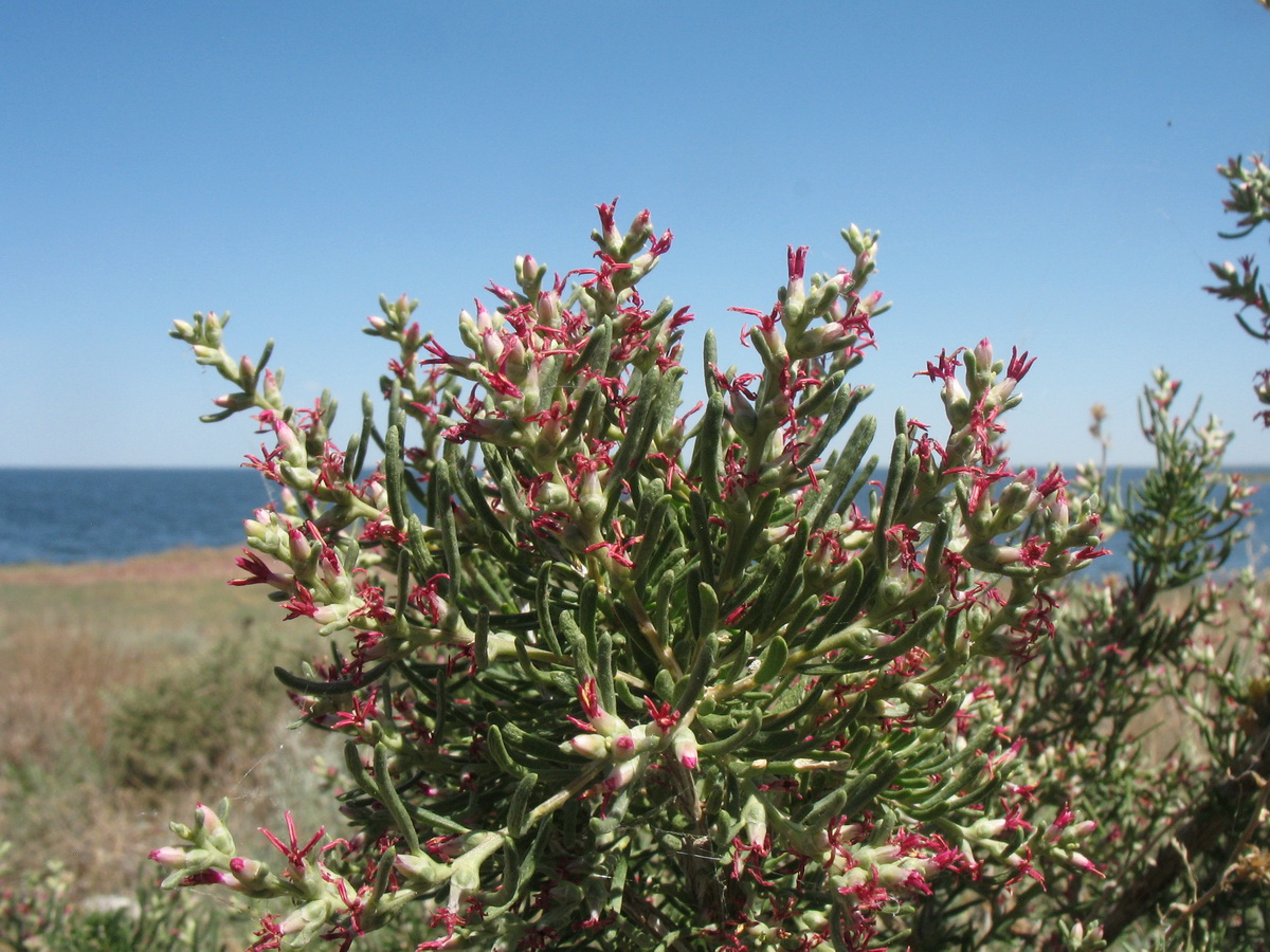 Image of Salsola arbusculiformis specimen.