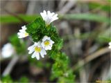 Euphrasia rostkoviana. Верхушка растения с соцветиями. Украина, Ивано-Франковская обл., Болеховский горсовет, Козакивский сельсовет, окр. с. Сукиль, луг на склоне горы Гребли. 25.08.2017.