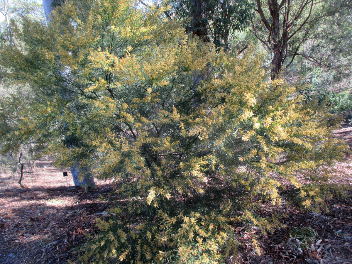 Изображение особи Acacia fimbriata.