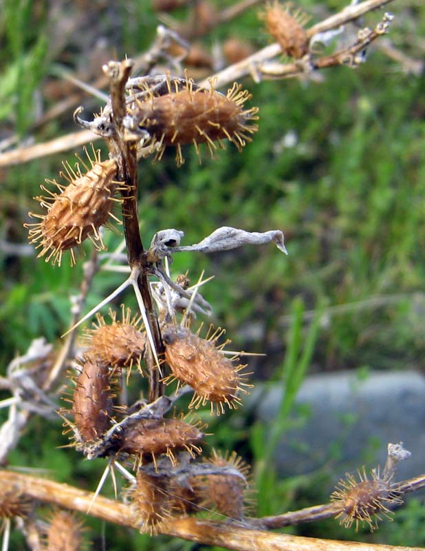 Изображение особи Xanthium spinosum.