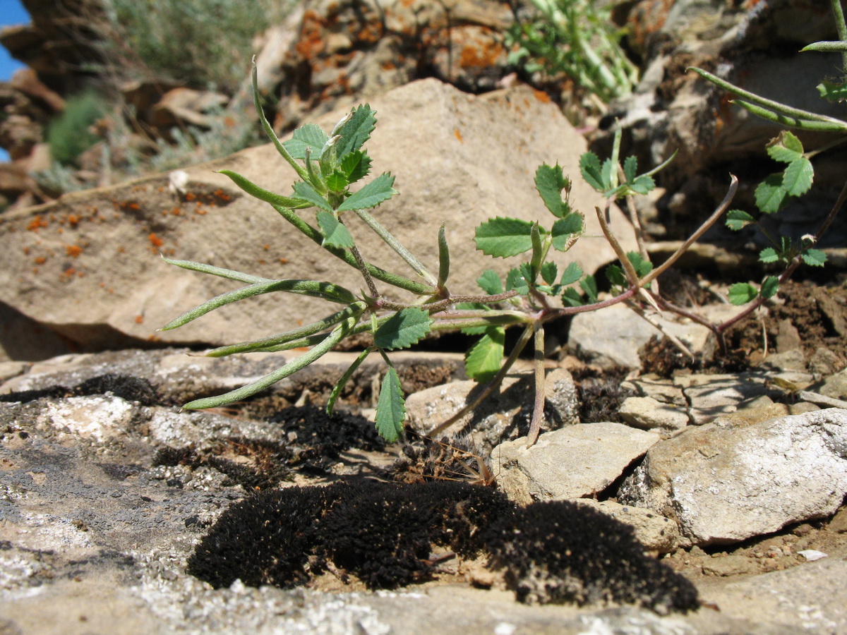 Image of Trigonella arcuata specimen.