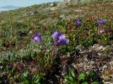 Campanula chamissonis. Цветущее растение. Магаданская обл., окр. г. Магадан, п-ов Старицкого, сопка над бухтой Светлой, кустарничково-лишайниковая каменистая тундра. 12.07.2017.