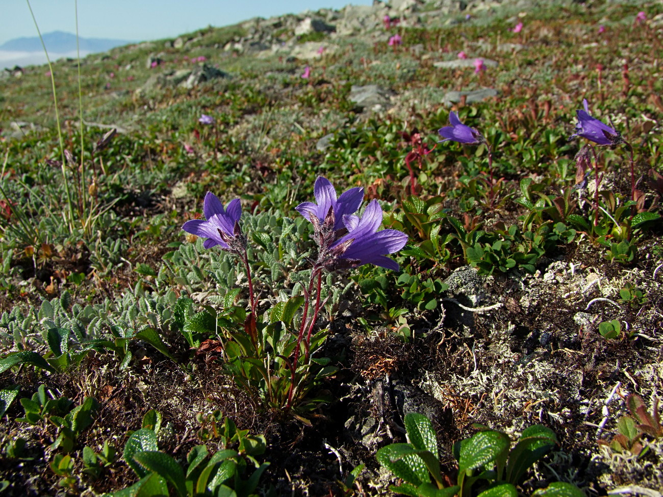 Image of Campanula chamissonis specimen.