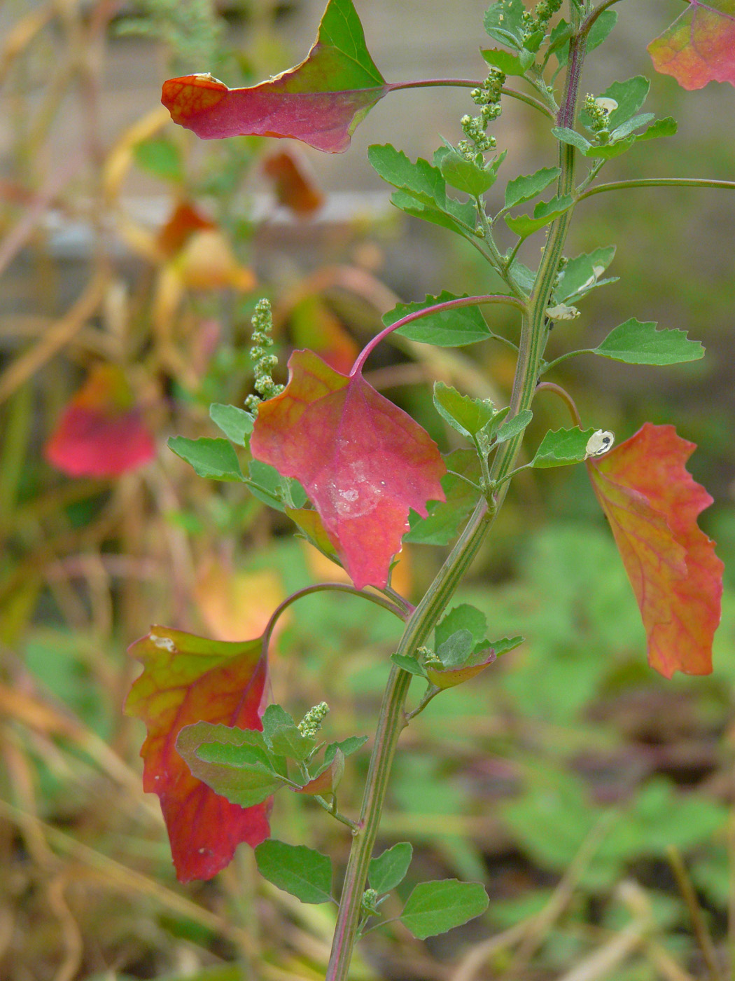 Изображение особи Chenopodium album.