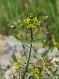 Draba nemorosa. Верхушка побега с цветками, бутонами и плодами. Магаданская обл., Ольский р-н, окр. пгт Ола, на насыпи дамбы. 30.06.2017.