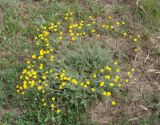 Tanacetum millefolium