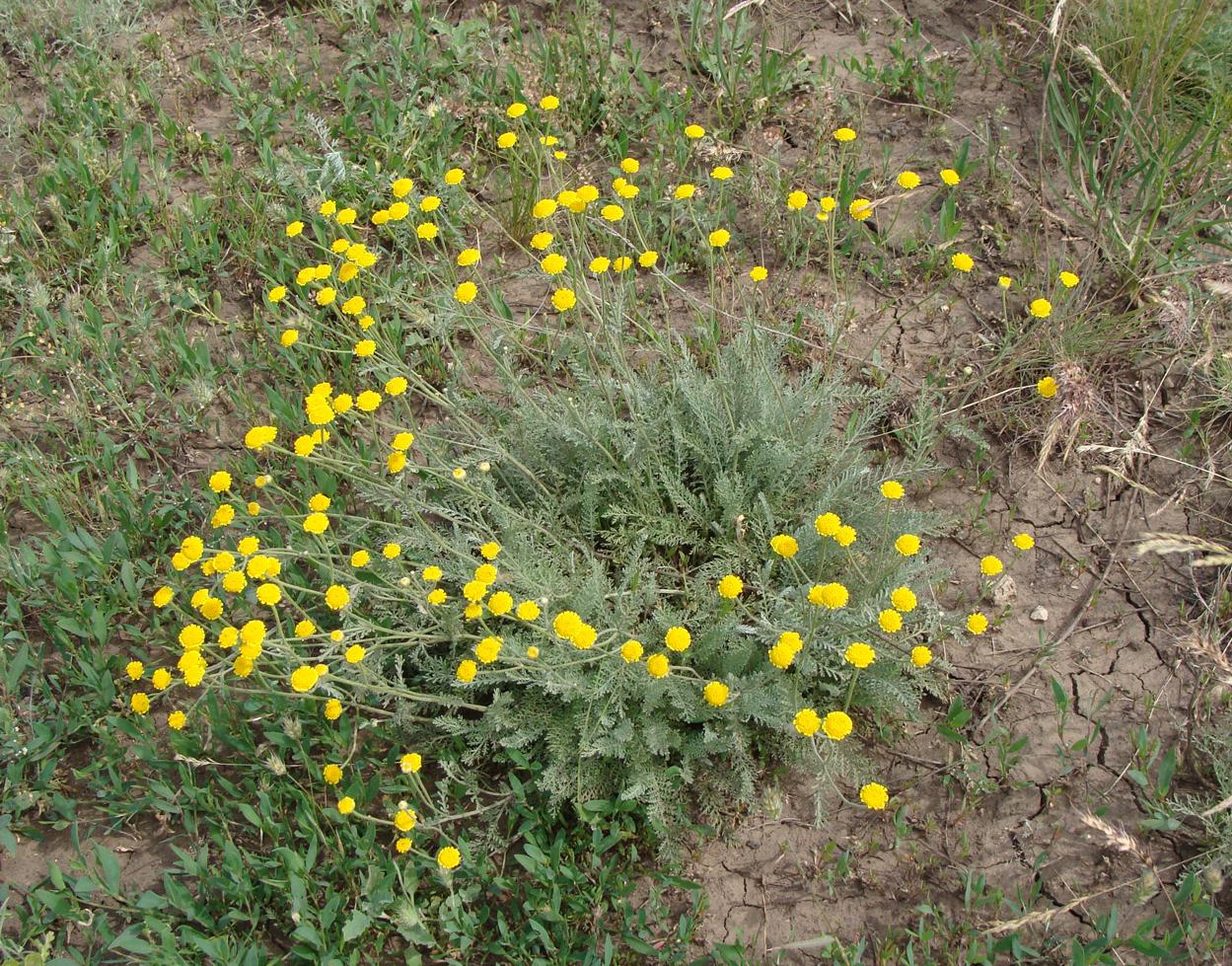 Image of Tanacetum millefolium specimen.