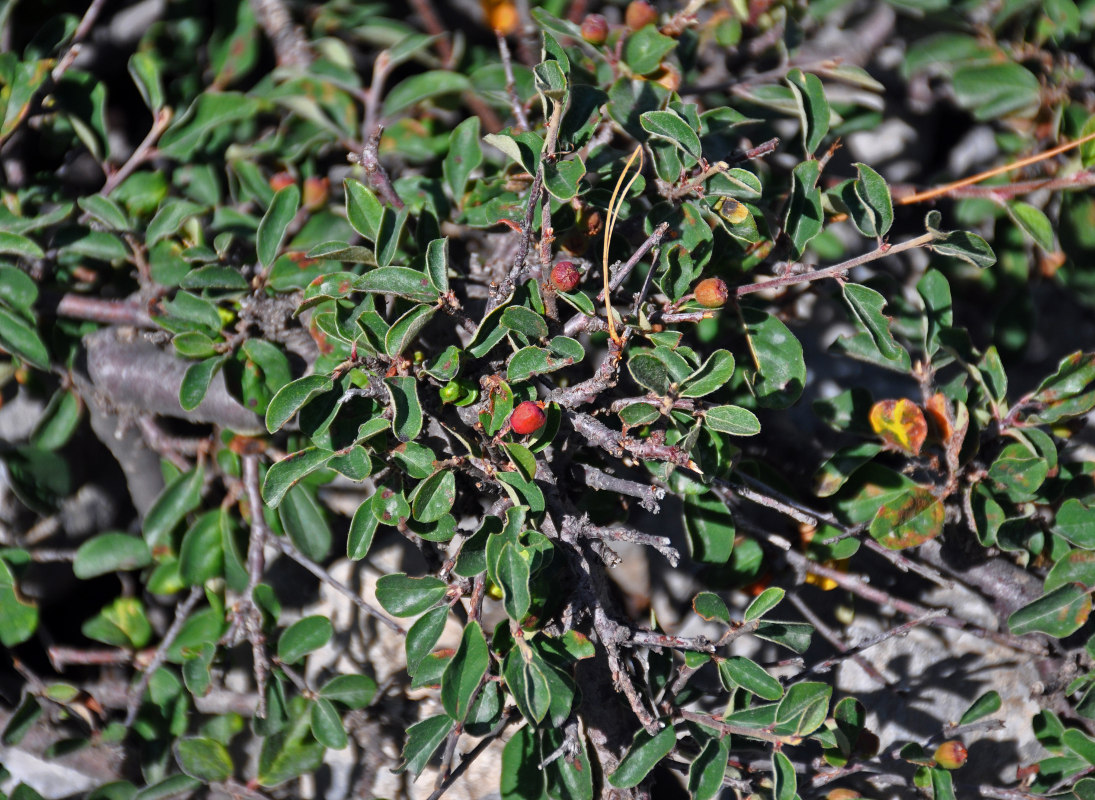 Image of Cotoneaster pojarkovae specimen.