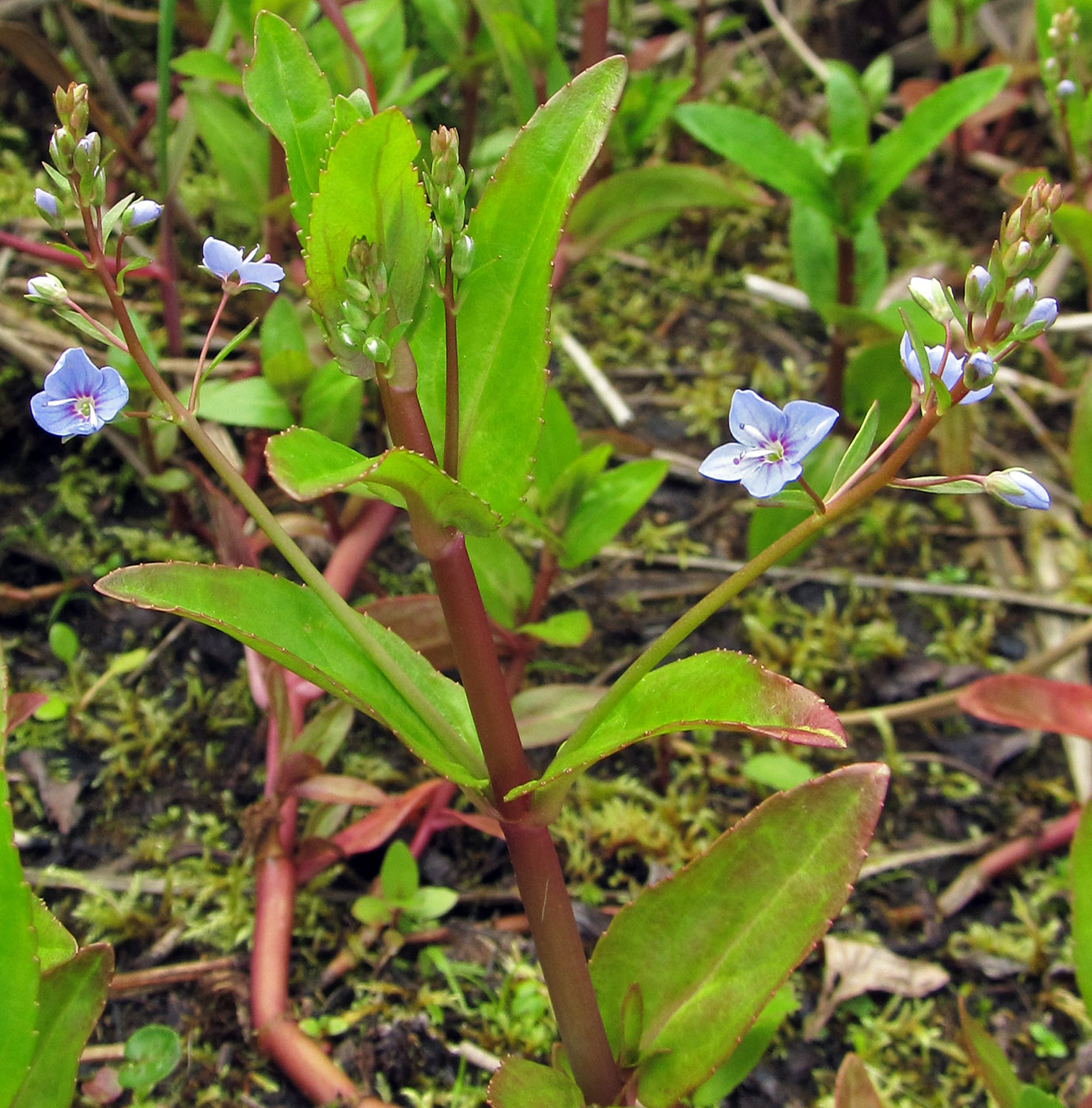 Image of Veronica americana specimen.