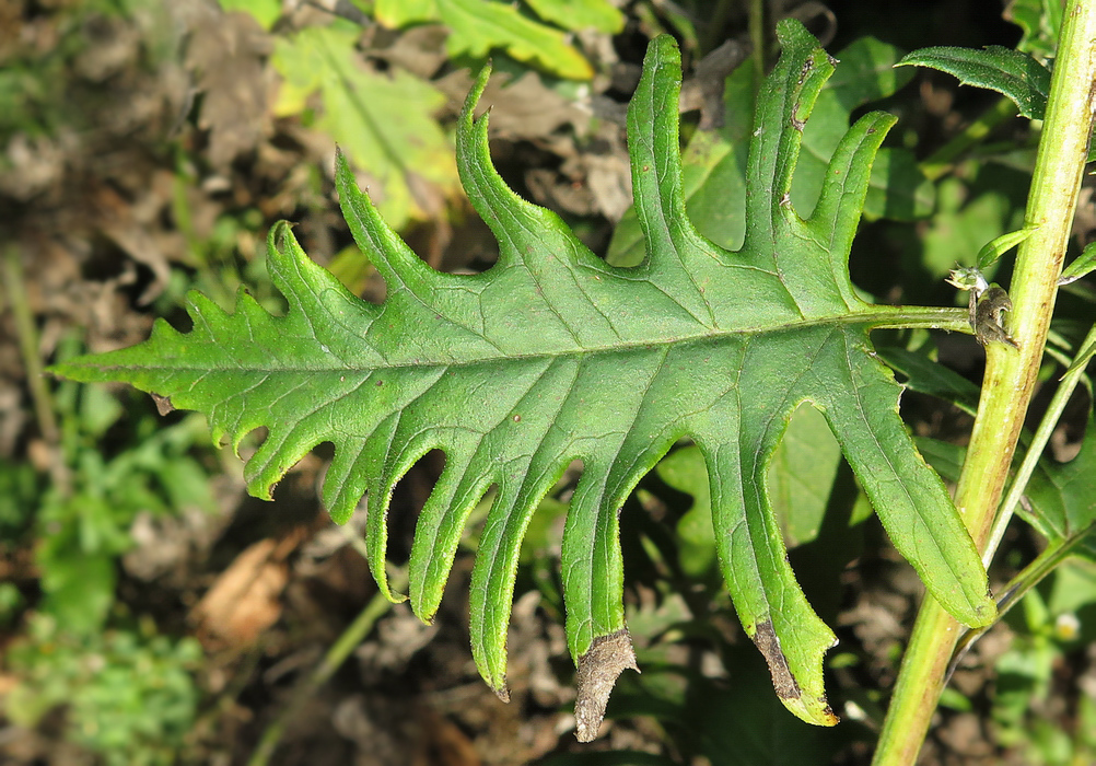 Изображение особи Saussurea odontolepis.