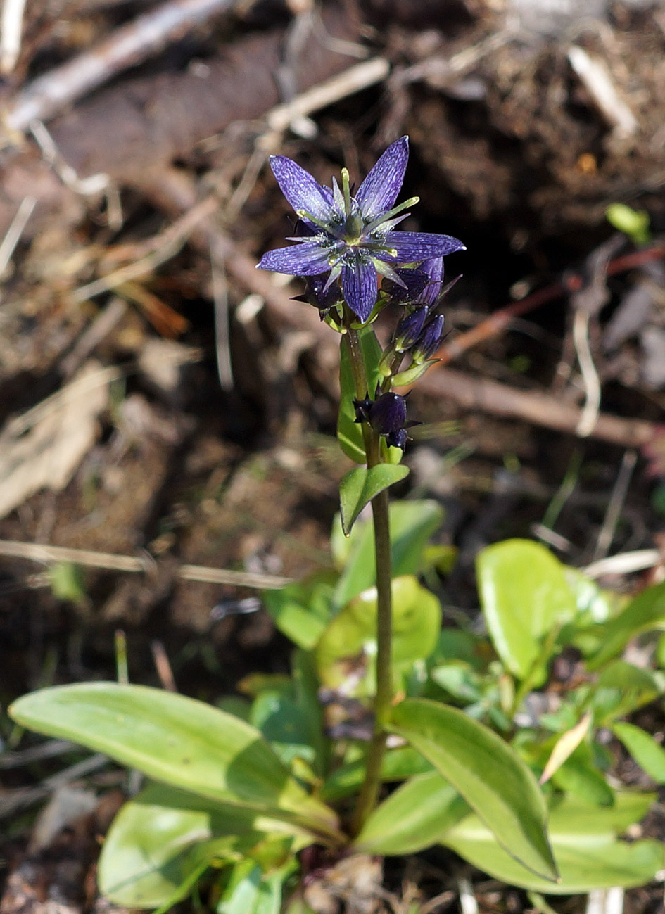 Image of Swertia obtusa specimen.