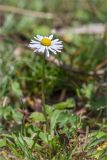 Bellis perennis. Цветущее растение. Грузия, край Имеретия, Хонийский муниципалитет, окраина с. Кведа-Горди, дол. р. Лукумела, луг, подверженный выпасу. 08.05.2017.